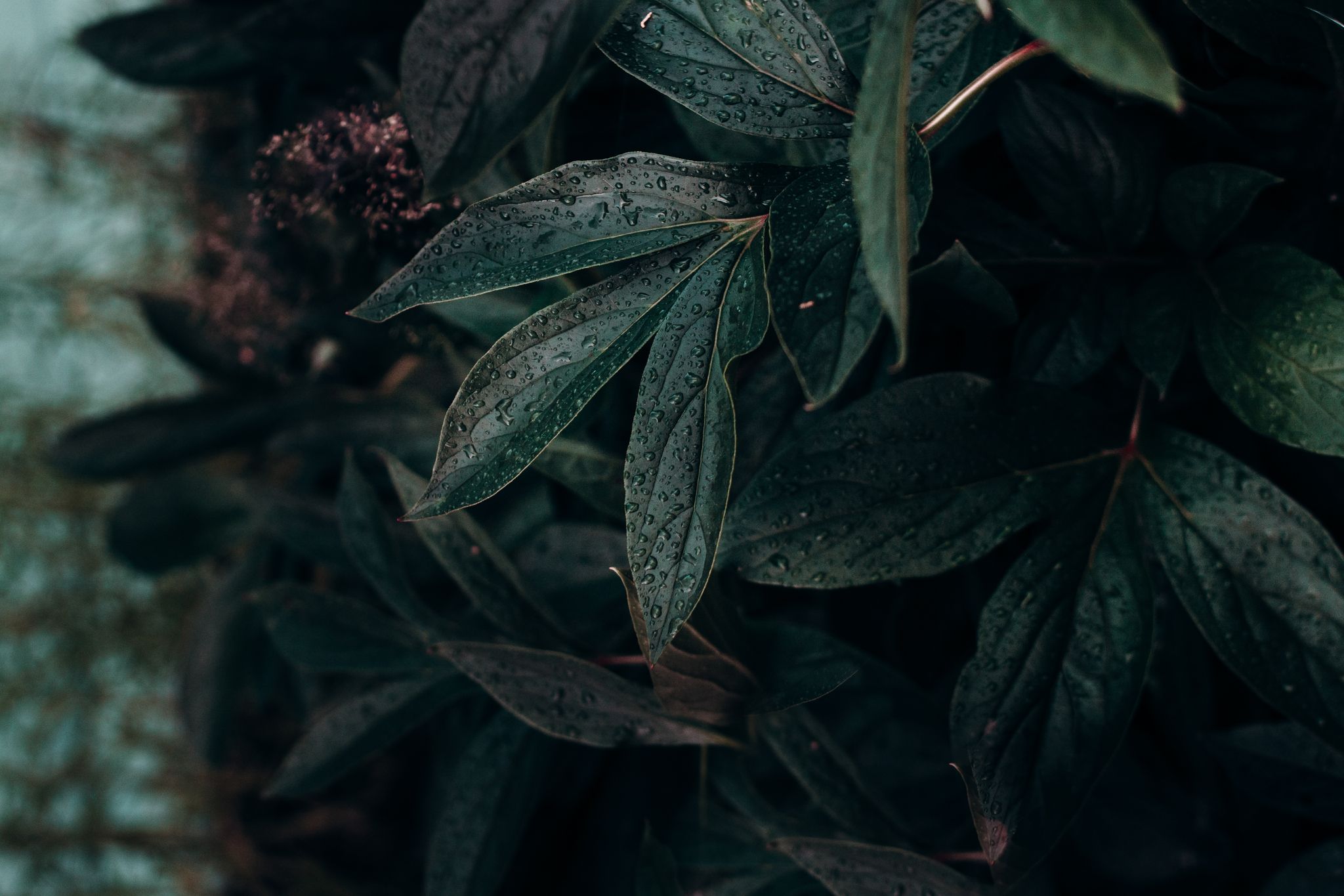Close-up of lush green leaves with dewdrops on their surface.