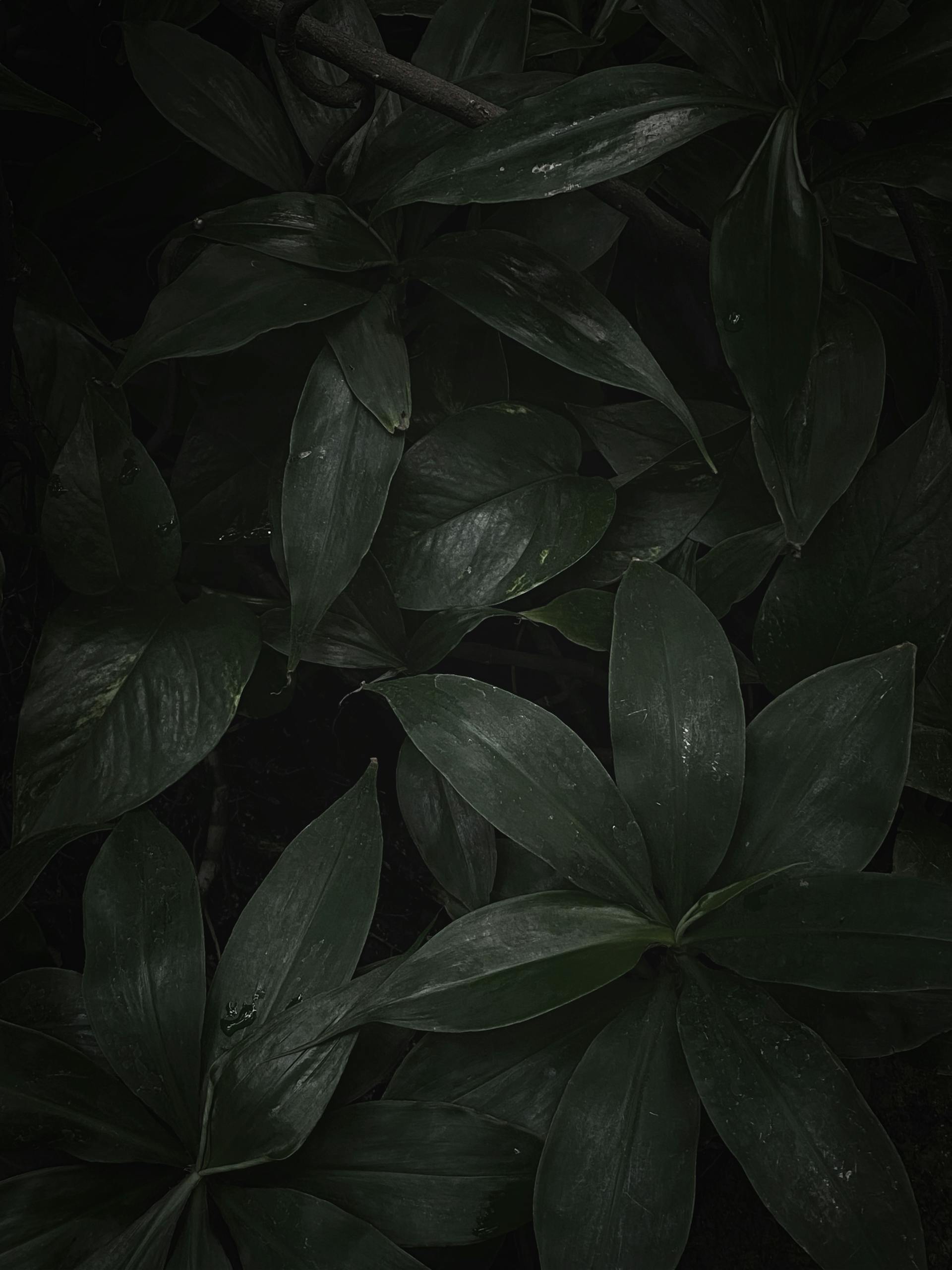 Dark green leaves with dewdrops in a close-up nature photograph.